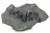 Spiny Cyphaspis Trilobite Cluster - Top Quality Preparation #381607-1